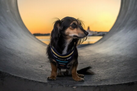 ogni, Guarda, Tube Dog