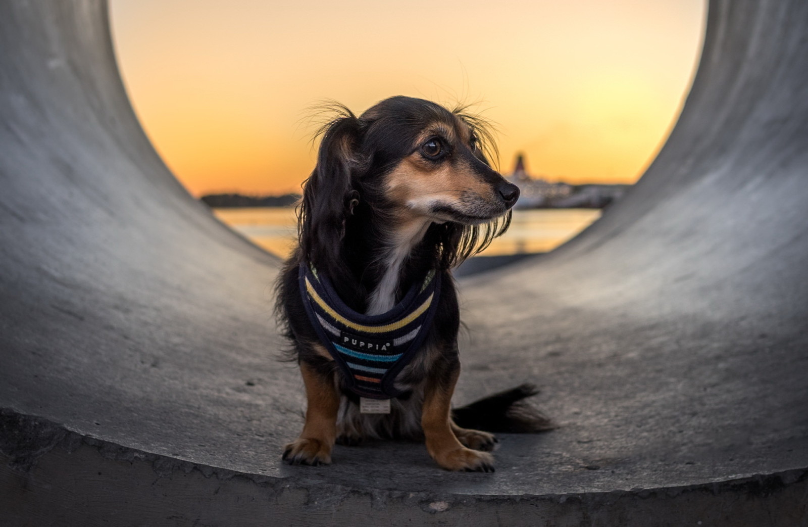 Mira, cada, Perro del tubo