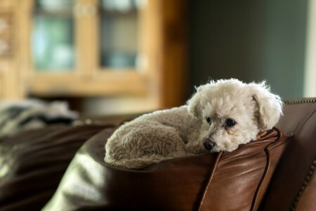 conforto, cachorro, casa