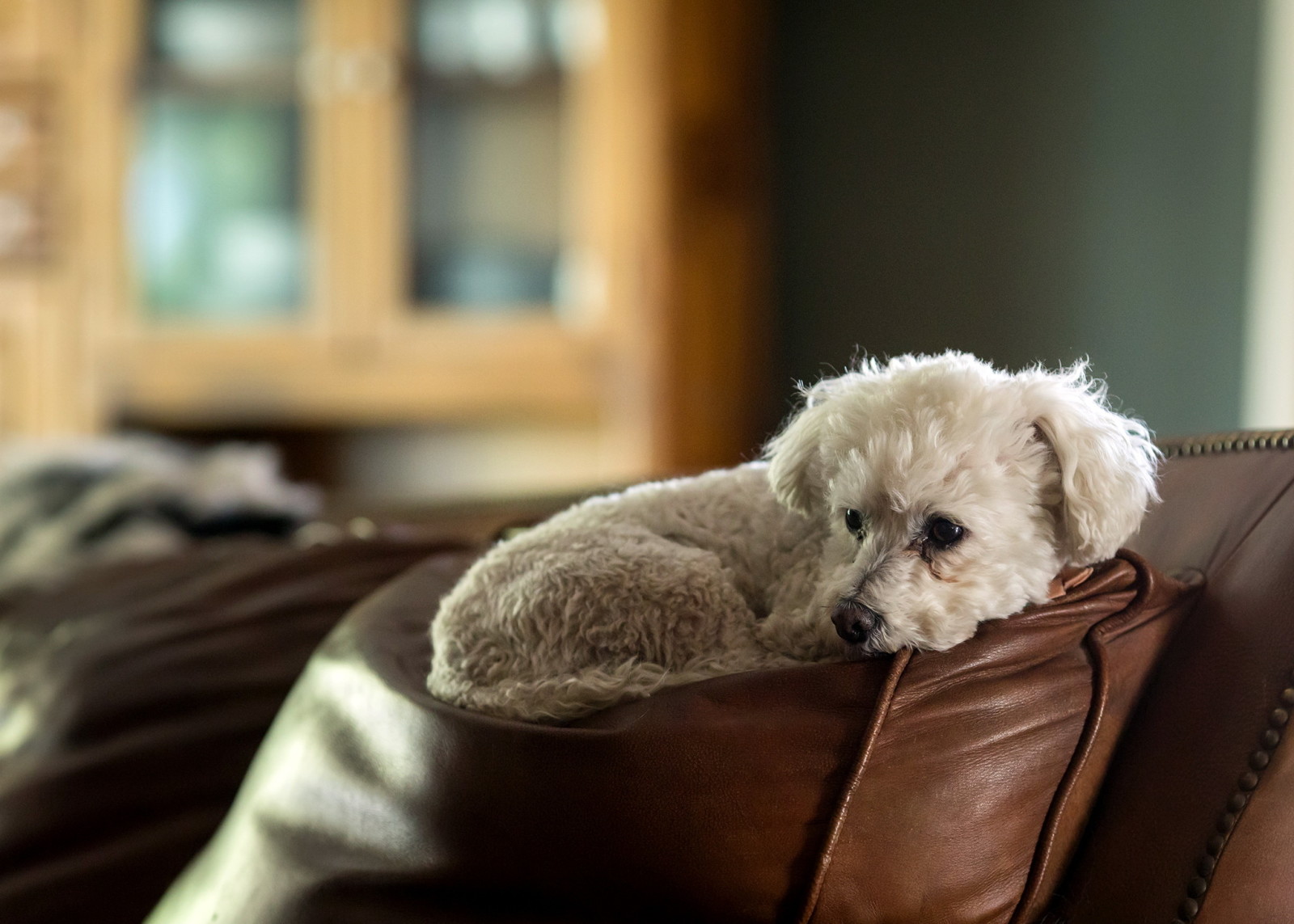 perro, casa, comodidad