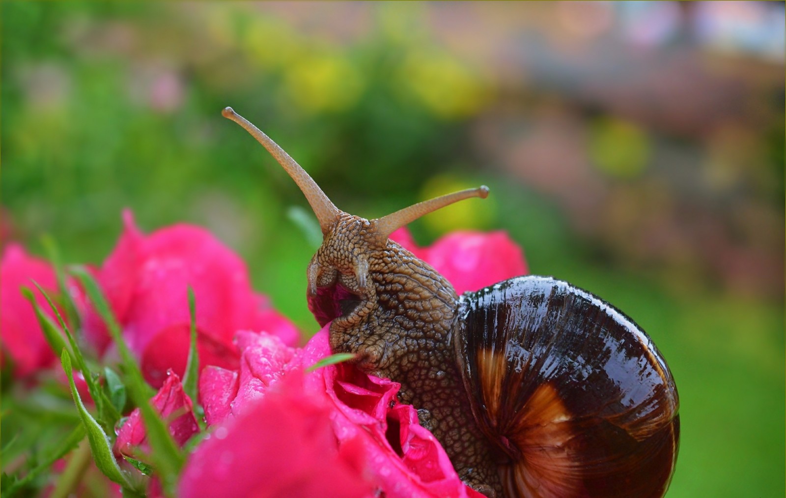 makro, ro, blommor, snigel