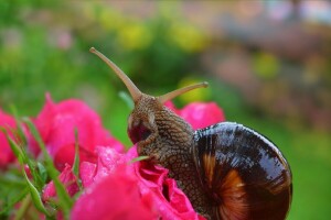 flowers, macro, roses, snail