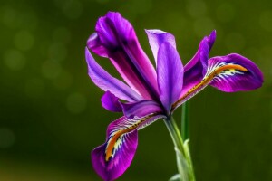 groene achtergrond, iris, Purper