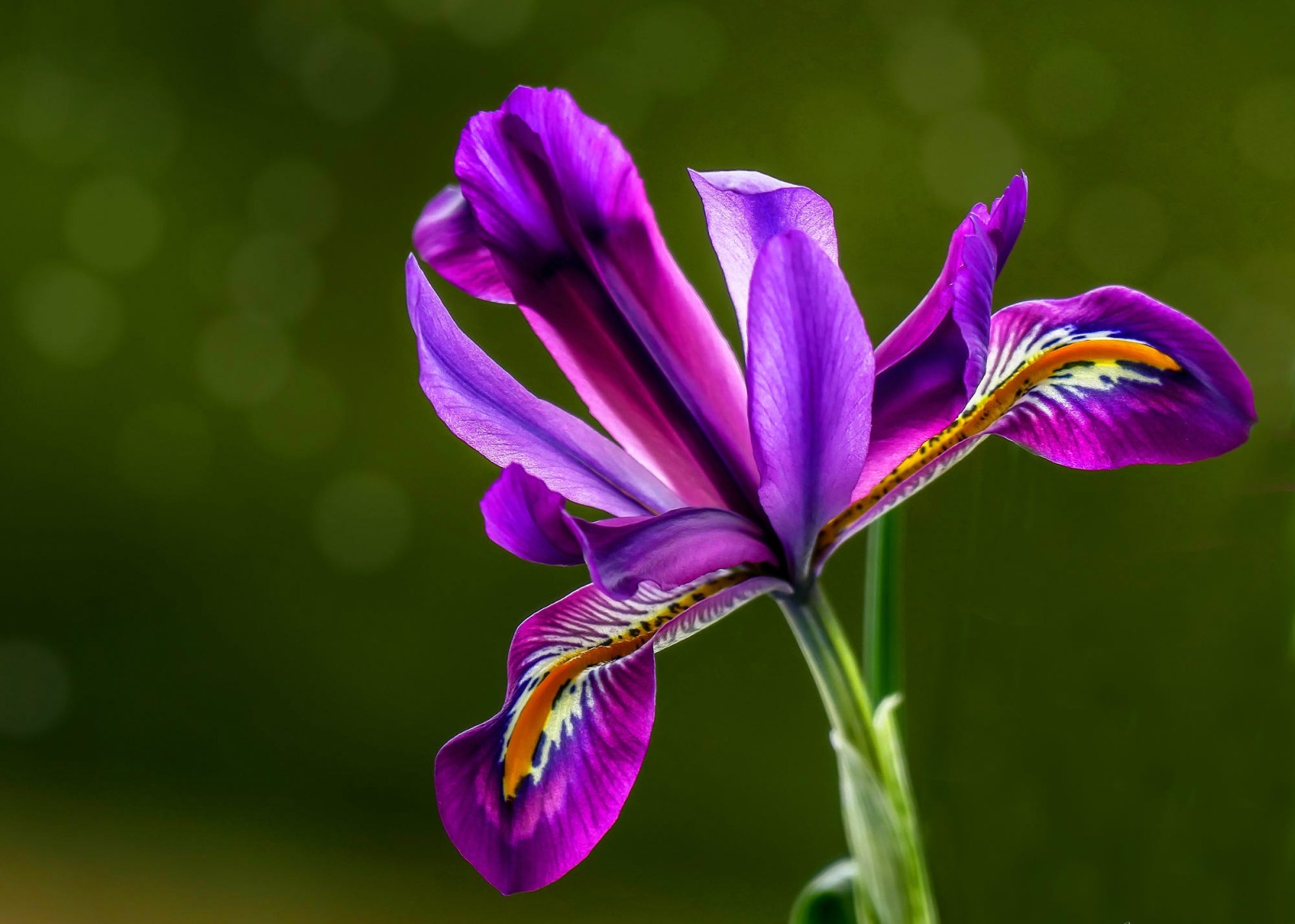 lilla, grøn baggrund, iris