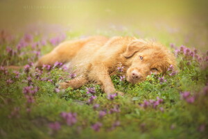 cachorro, cada, Veja, natureza