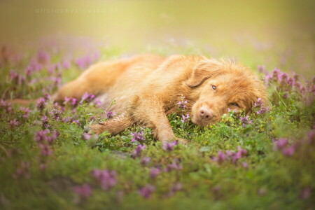 dog, each, look, nature