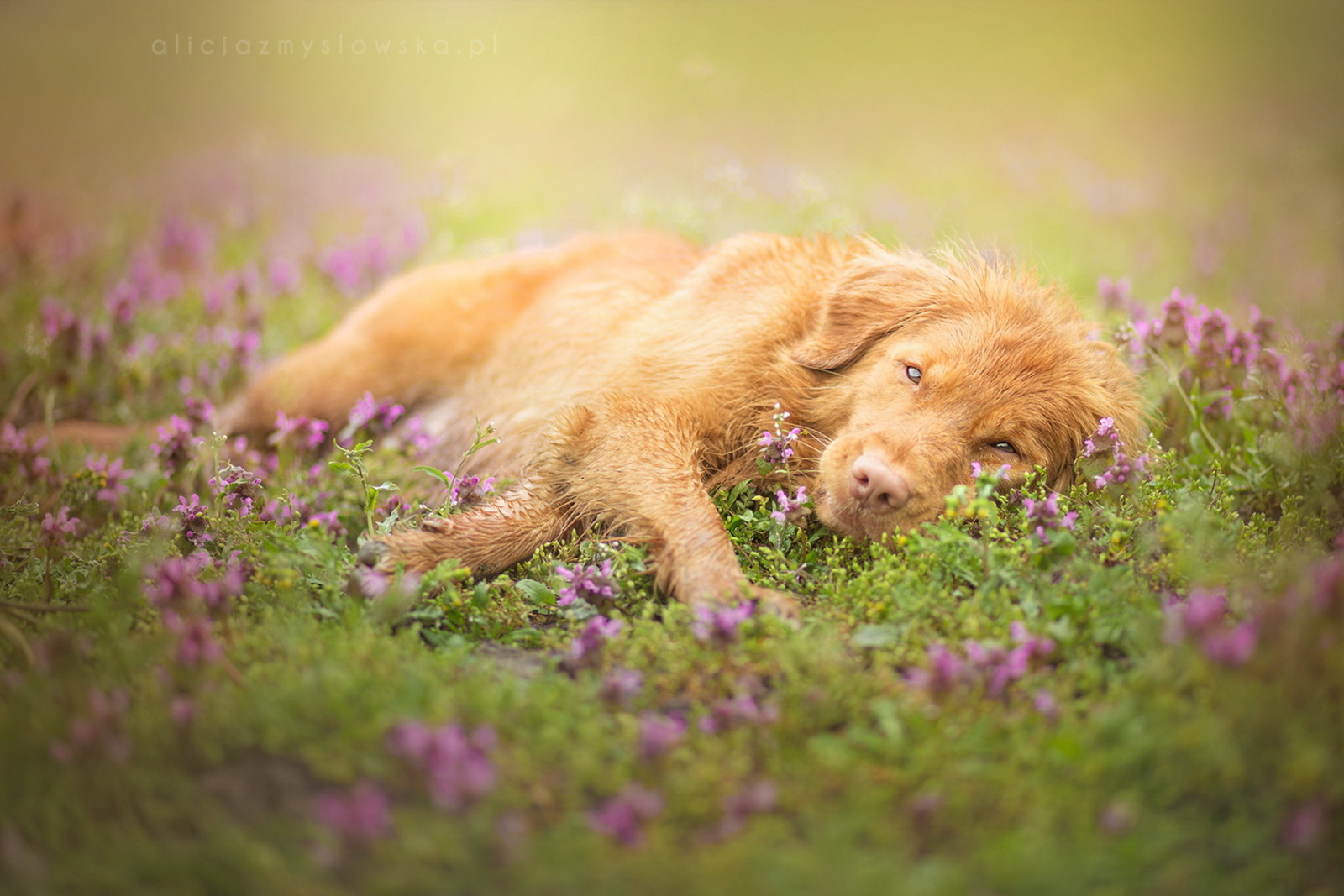 Guarda, natura, cane, ogni