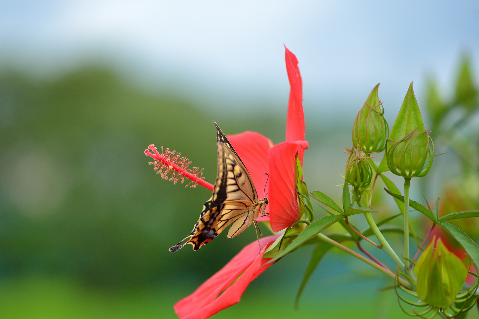 FARFALLA, rosso, fiore, coda di rondine, ibisco