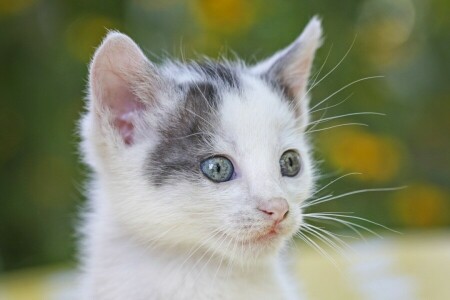 minou, Regardez, moustache, museau