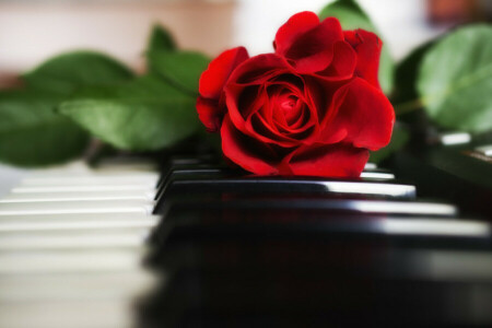 Keys, piano, red, rose