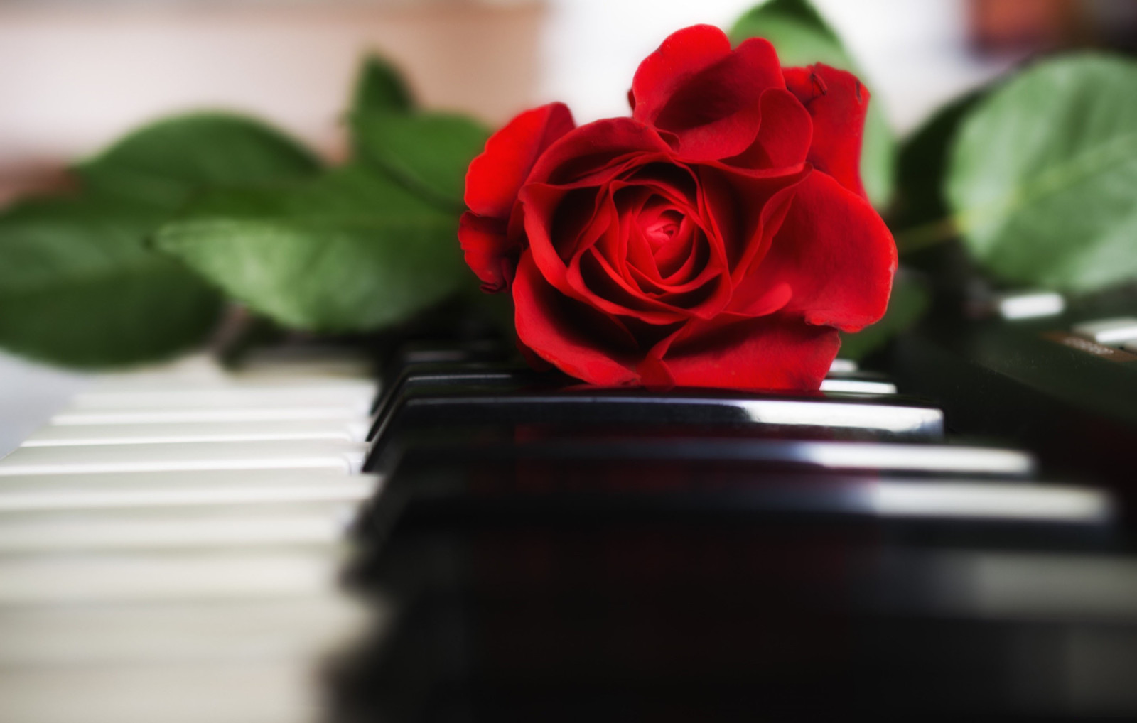 rouge, Rose, piano, Clés