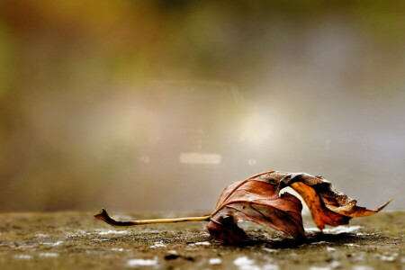 l'automne, macro, feuille