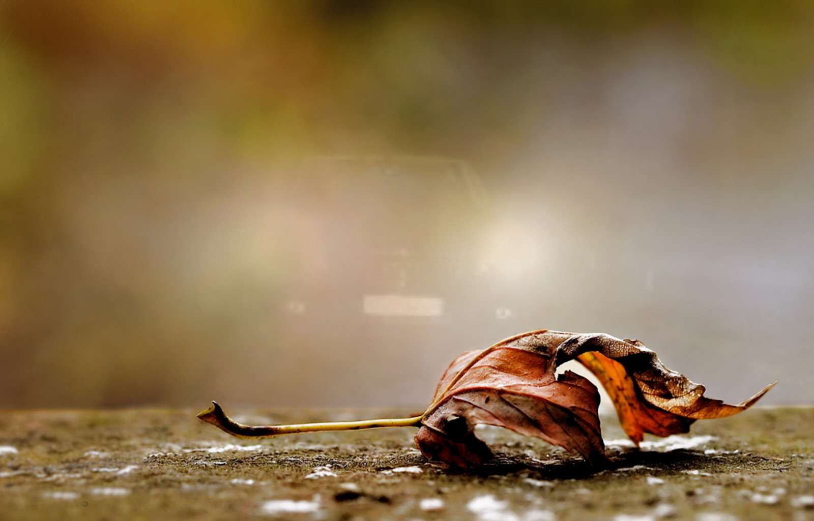 l'automne, macro, feuille