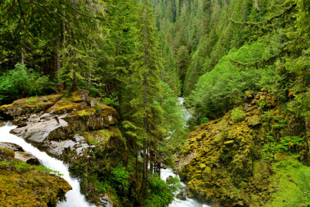 forest, greens, moss, stones, stream, trees, waterfall