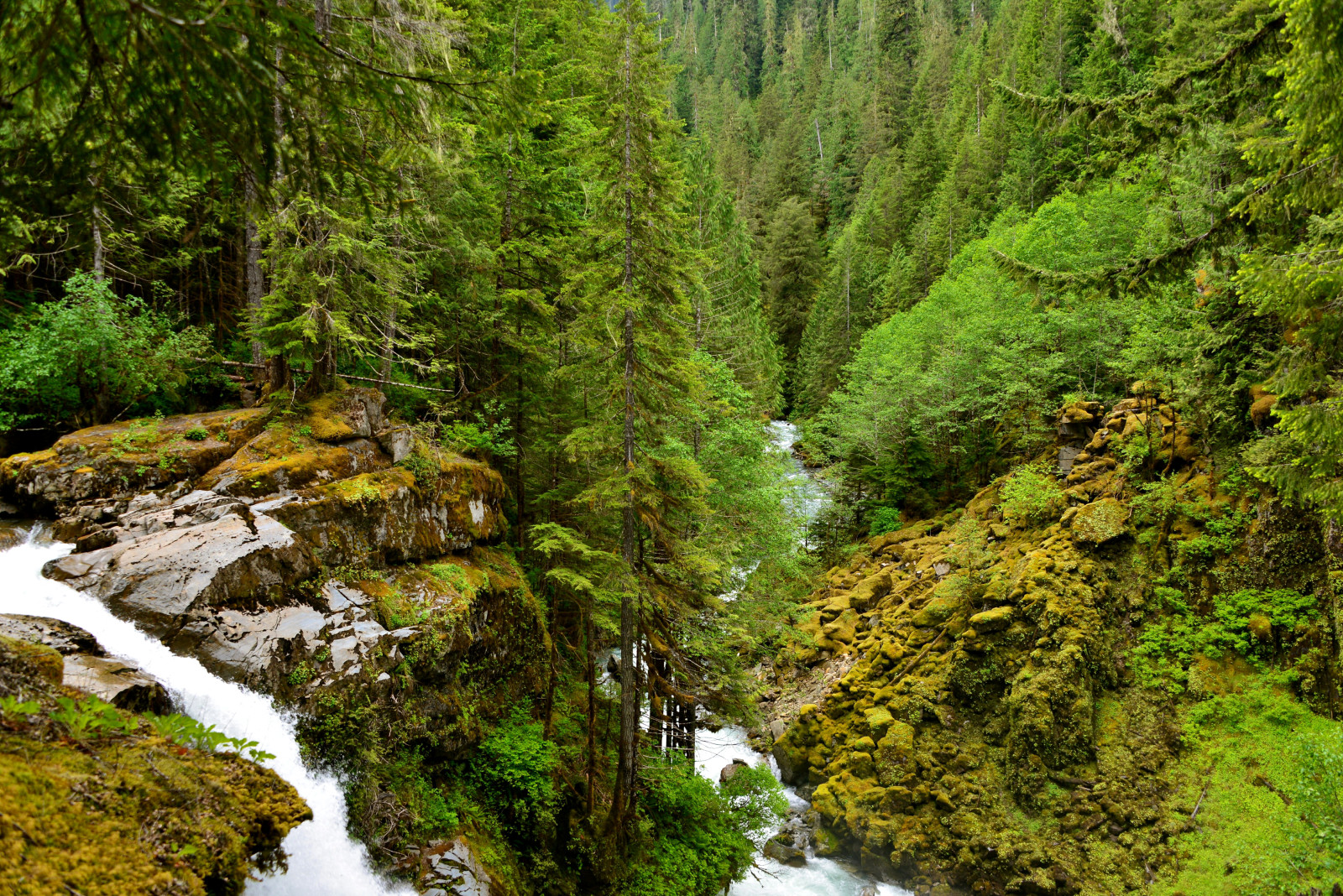 bosque, piedras, arboles, cascada, verduras, corriente, musgo