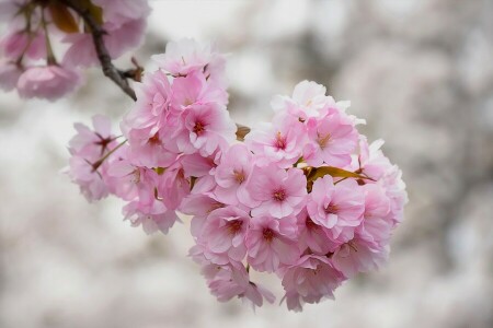 branch, Cherry, flowering, flowers, macro, Sakura, texture