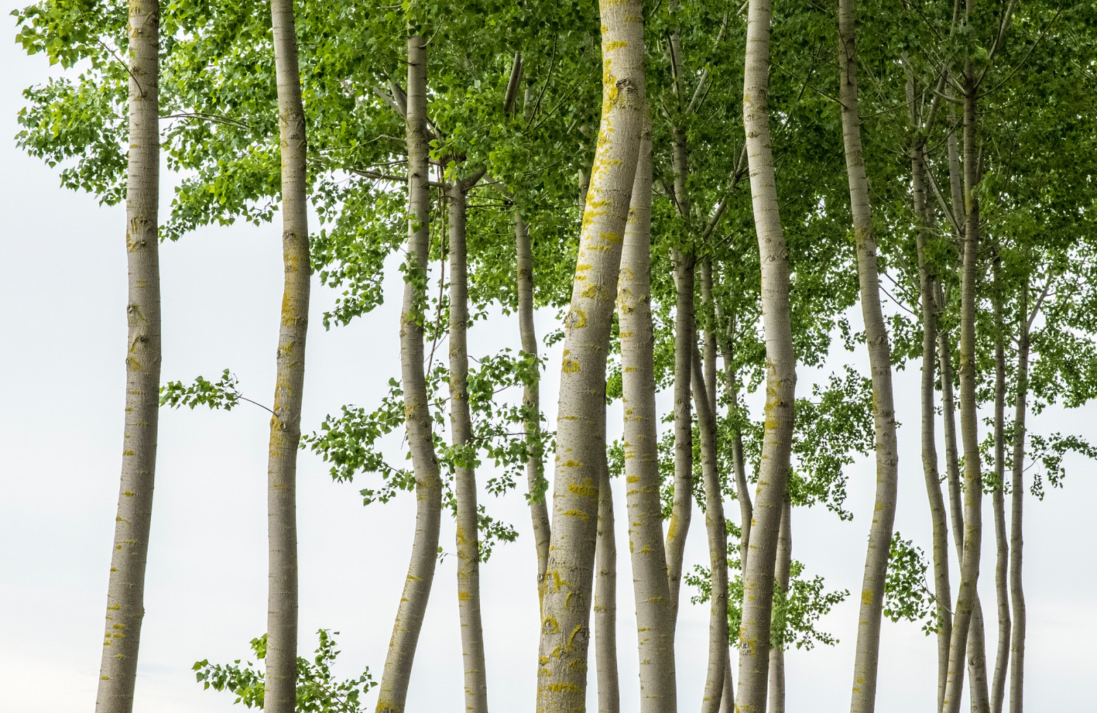 trees, leaves, crown, trunk