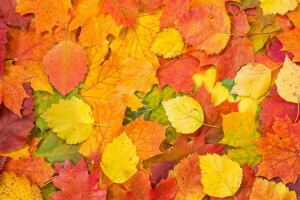 autumn, autumn leaves, background, leaves