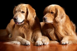 Golden retriever, kjekk, par, ull