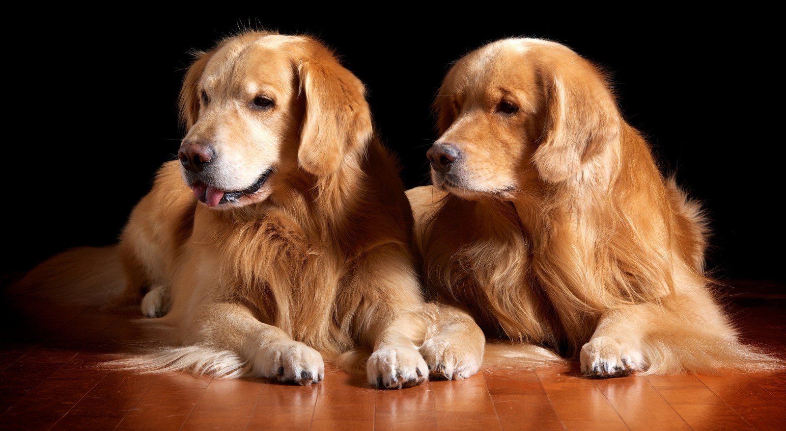 Paar, gut aussehend, wolle, Golden Retriever