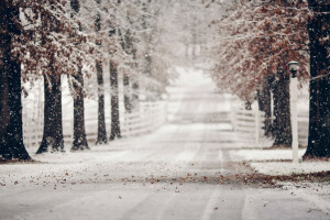 bladeren, weg, sneeuw, winter