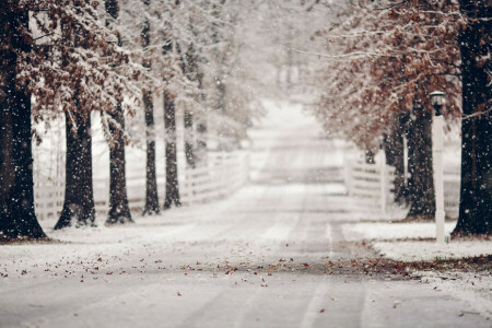 feuilles, route, neige, hiver