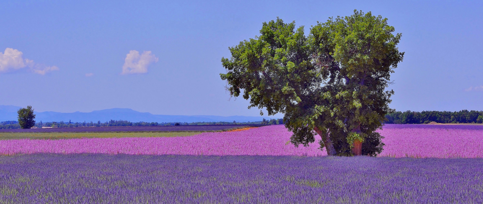 träd, fält, blommor, lavendel-, Frankrike, bergen, plantage, Provence