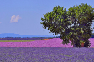 Feld, Blumen, Frankreich, Lavendel, Berge, Plantage, Provence, Baum