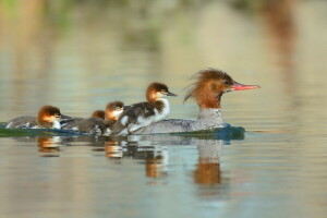 Vögel, Ente, Natur