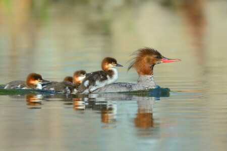 vogelstand, eend, natuur