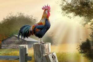 art, cock, morning, nature, the fence, the sun, village