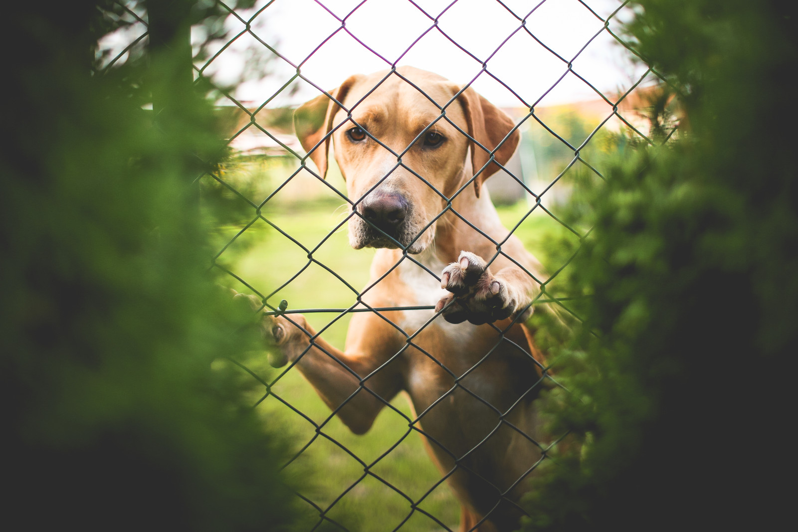 dog, Labrador, looks, the fence, mesh