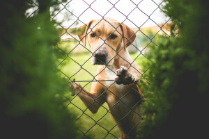 kutya, Labrador, úgy néz ki,, háló, a kerítés