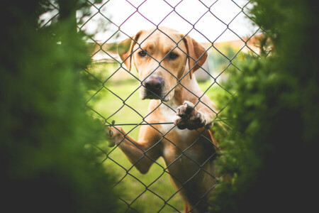 perro, Labrador, mira, malla, la cerca