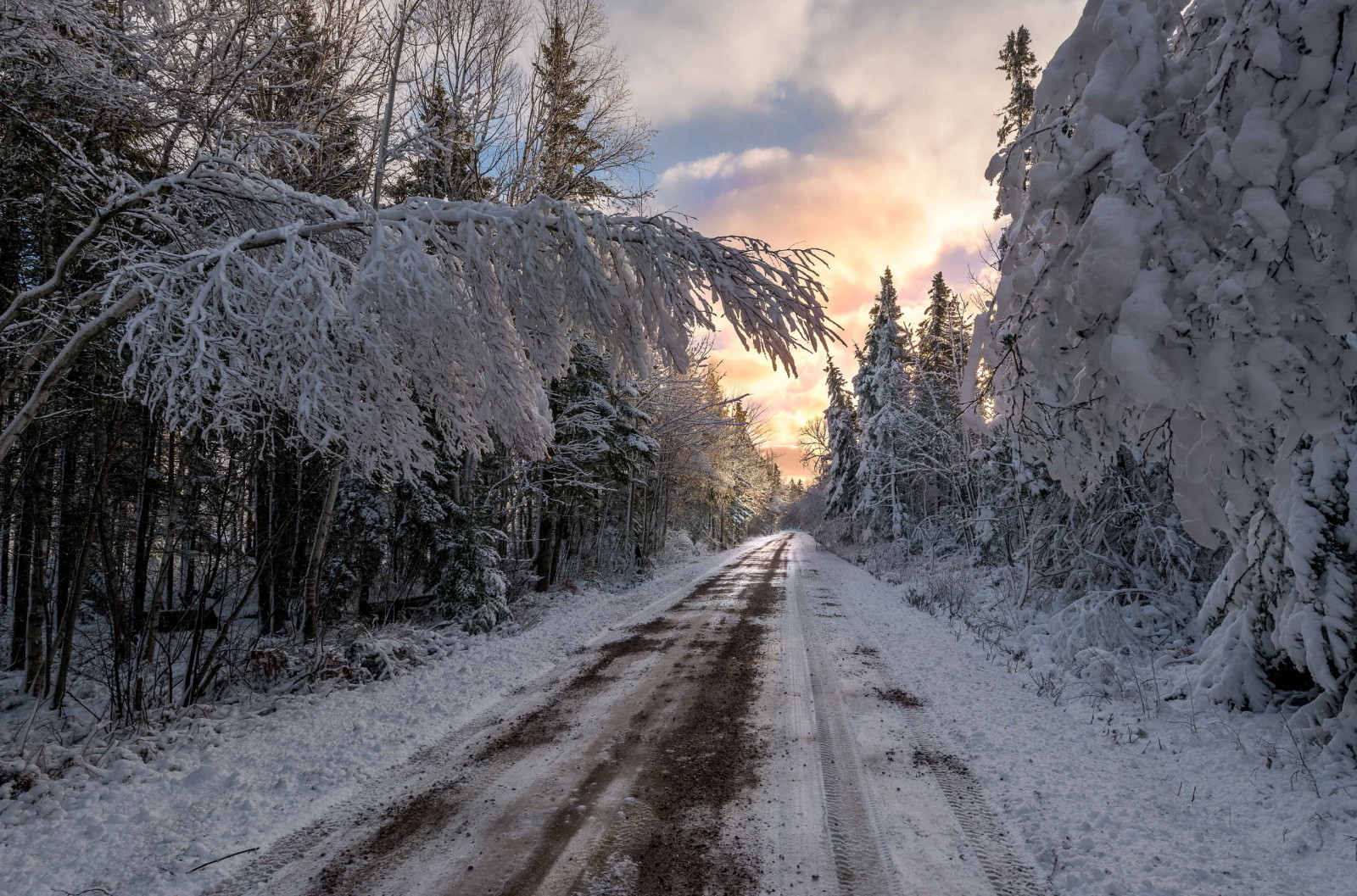 forest, nature, sunset, winter, road