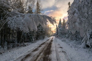 bosque, naturaleza, la carretera, puesta de sol, invierno