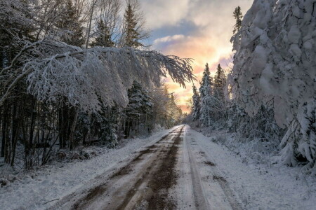 forêt, la nature, route, le coucher du soleil, hiver