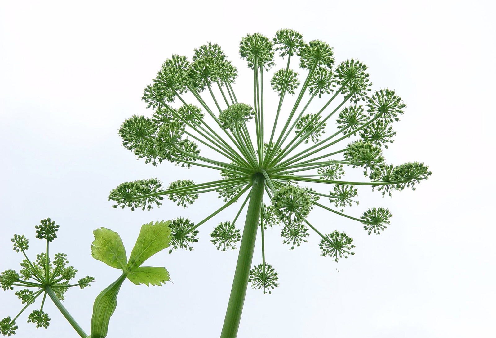 naturaleza, planta, flor, vástago