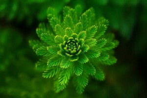 algas, Relva, verde, verduras, macro, plantar