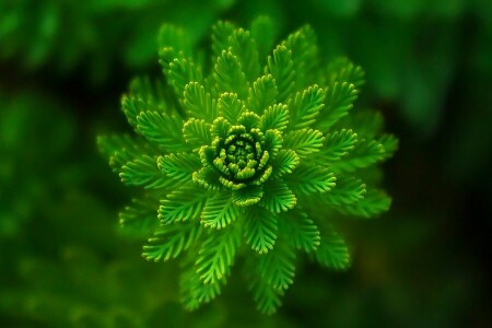 algas, césped, verde, verduras, macro, planta