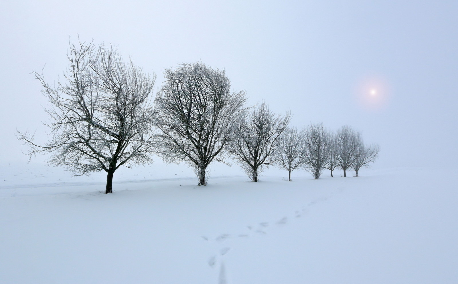 sneeuw, winter, bomen, veld-