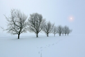 Mark, sne, træer, vinter