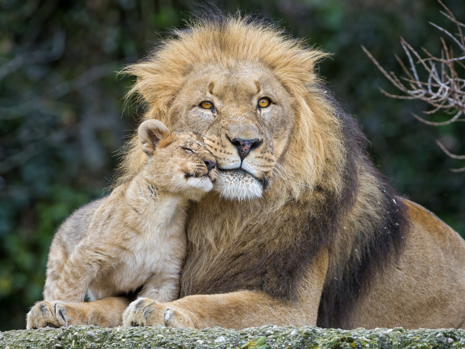 Katzen, Löwe, Löwe, пара © Tambako Der Jaguar