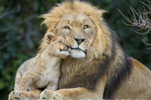 kediler, Aslan burcu, aslan, пара © Tambako Jaguar