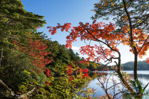 outono, floresta, lago, o céu, árvores