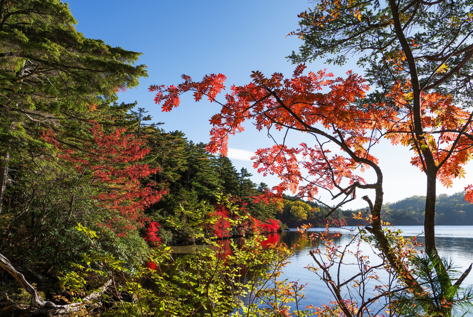 autumn, forest, the sky, lake, trees