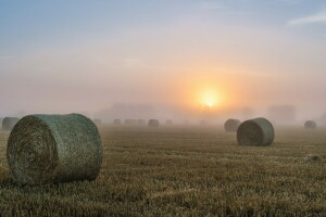 champ, brouillard, foins, Matin