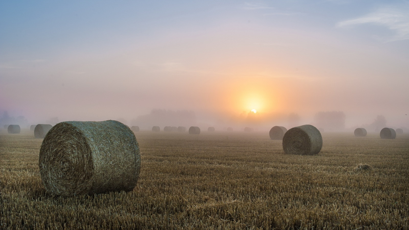 field, morning, fog, hay