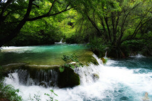 Croacia, bosque, río, corriente, umbrales, arboles