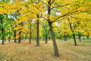 otoño, césped, hojas, Parque, arboles